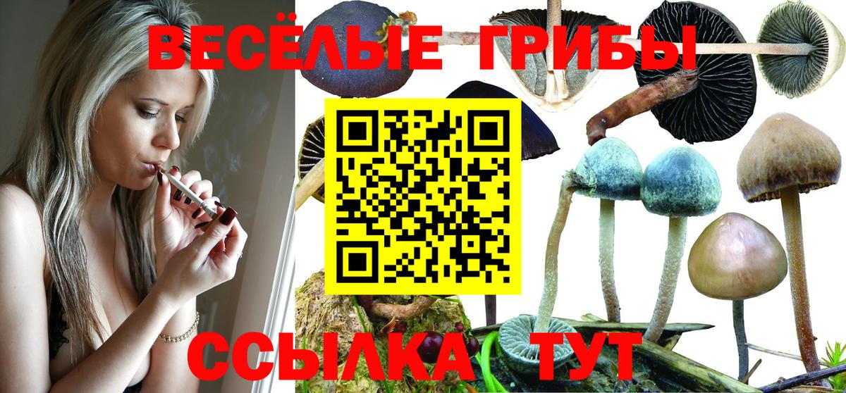 Псилоцибиновые грибы MAGIC MUSHROOMS  Вход с VPN  Чехов 